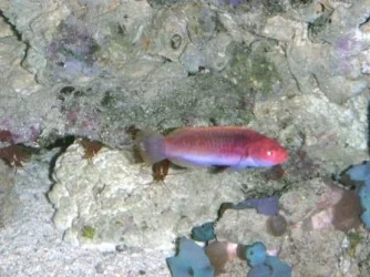 fairy wrasse.webp