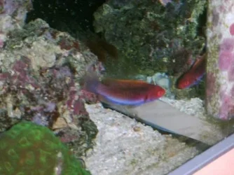 fairy wrasse 1web.webp