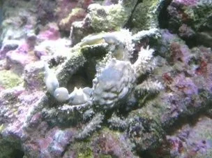 emerald crab.webp