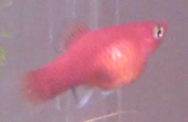 red platy preg 1.webp red platy preg 1.webp