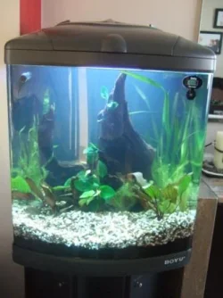 Tank pic (1).webp Tank pic (1).webp