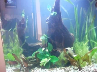 Tank pic (3).webp Tank pic (3).webp