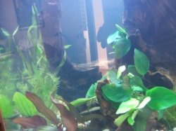 Tank pic.jpg Tank pic.jpg