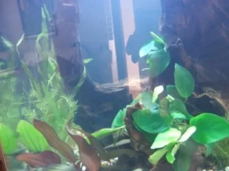 Tank pic.webp Tank pic.webp
