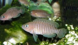 Neolamprologus_multifasciatus.jpg Neolamprologus_multifasciatus.jpg