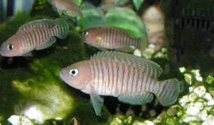 Neolamprologus_multifasciatus.webp Neolamprologus_multifasciatus.webp