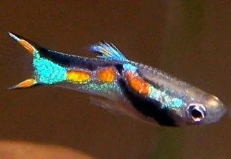 Endlers2.webp