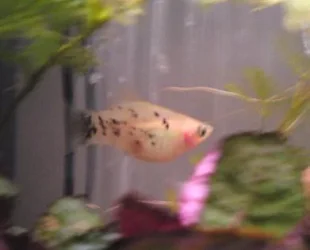 micky mouse platy.webp