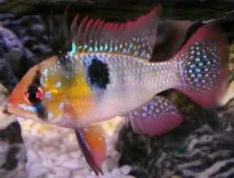 blue-ram-cichlid.webp