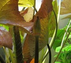 2010-10-24 23-14_lotus_resize4.webp