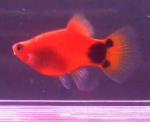 Platy.webp Platy.webp