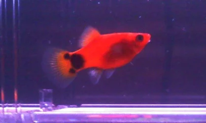 platy2.webp platy2.webp