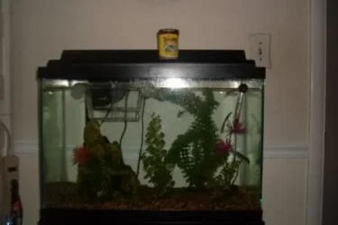 UpperAquariumSmall.webp
