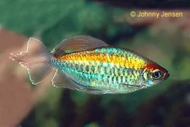 tropicalfish3.webp