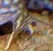fish01edit.webp