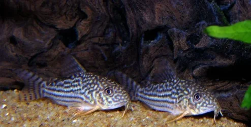 fish01.webp