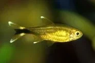 fishy2.webp