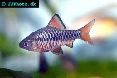 fishprofile.webp
