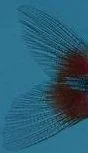 fishprofileedit.webp