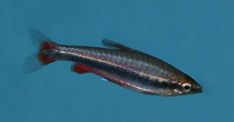 fishprofile.jpg05.webp