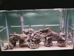 tank.webp