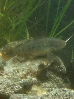 nomoreloach.webp