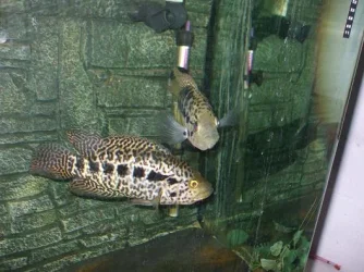 DSCF9065.webp