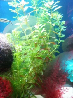 PB050809.webp
