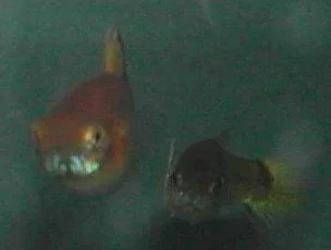afish127.webp