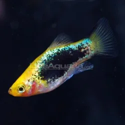 p-39951-Painted-Platy.webp p-39951-Painted-Platy.webp