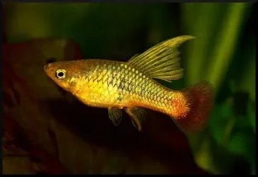 Xiphophorus maculatus.webp Xiphophorus maculatus.webp