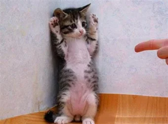 20886_cute-funny-animals-011.webp