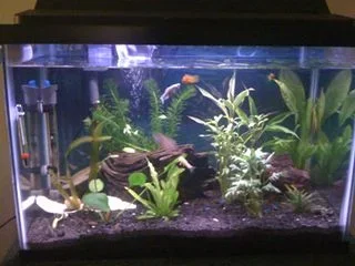 Fishtank.webp