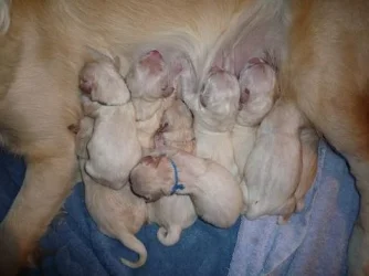 PUPPIES11!!!!!!!!!!!!!!!!!!2.webp