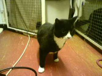 Abandoned cat.webp