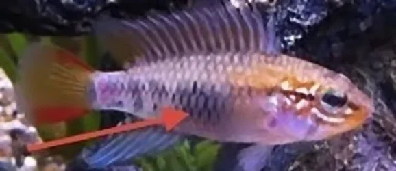 Apisto Viejita Zoom.webp Apisto Viejita Zoom.webp