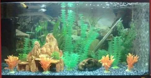 tank.webp