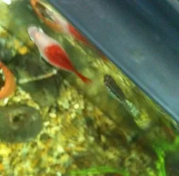 platy.webp