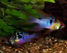 blue ram.webp blue ram.webp