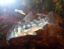 red fish.webp