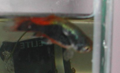 afish125.jpg afish125.jpg