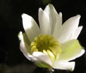 2010-11-02 00-10-55_flower_b.webp