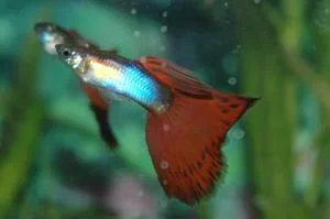 Male Red Delta Guppy.webp Male Red Delta Guppy.webp