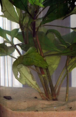 baby shrimp - web.webp