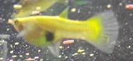 Captured pregnant guppy.webp