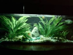rescape better.jpg