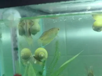 new boy.webp