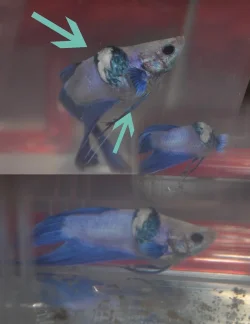 betta.webp
