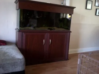 fish1.webp