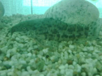 fish2.webp